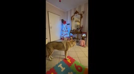 Child sings while cat watches from sink in Milan