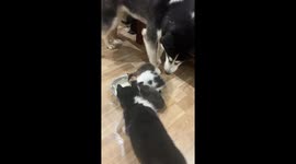 Dog cares for kittens and barks at puppy in Jiangxi, China