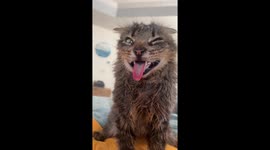 Cat with myotonia congenita makes a silly face in Ashburn, Virginia, USA