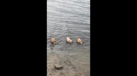 Ducks dip underwater, showing their tails in Hunan, China