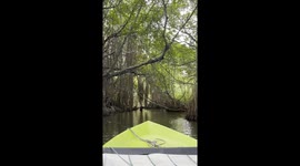 Mangrove forest in Sri Lanka offers serene backdrop for bliss boat ride