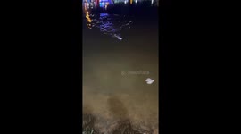 Alligator chases toy boat in Itá, Paraguay