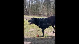 Dog fakes injury but quickly ‘recovers’ after owner’s kiss in Amsterdam, Netherlands