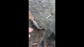 Fish unexpectedly comes back to life and escapes in Camilo Ponce Enríquez, Ecuador