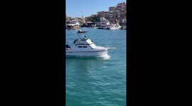 Seal relaxes on a boat ride in Cabo, Mexico