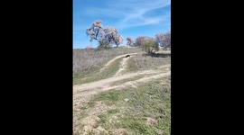 Dog flips over while carrying a long log in Madrid, Spain