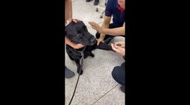 Brave dog stays still while getting blood drawn in Bangkok, Thailand