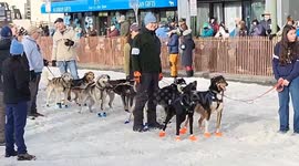 US: Annual Iditarod Trail Sled Dog Race Kicks Off in Anchorage, Alaska