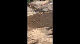 Elusive frog escapes jaws of pursuing snake and hides by submerging itself in puddle