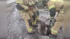 Firemen save puppy trapped in sewer in Russia