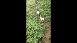 Pet pig runs along farm with puppy friends
