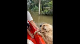 Pet dog holds onto boat while owners explore river