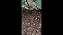 Mole Emerges From Dirt