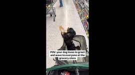 Dog Greets Shoppers In Grocery Aisle