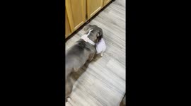 Pitbull Helps Puppy Take Off Sweater