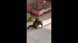 Groundhog hold stick to play with kitten