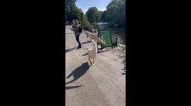 Chaos unfolds: Pelicans began to chase a family in the park