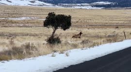 US: Majestic Bull Elk Stuns Visitors at Great Sand Dunes National Park