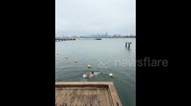 Group rescue seagull caught on fishing line dangling upsidedown