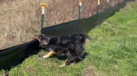Dog Helps Tear Down Fence