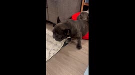 French Bulldog Rests On Brother's Rump