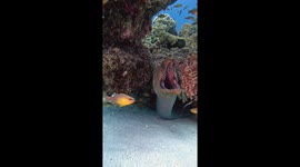 Big Eel Yawn