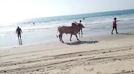Fighter bull takes a stroll on Benaulim  beach in the Indian state of Goa