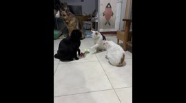 Cats hit each other over rotating butterfly toy in Qinghai, China