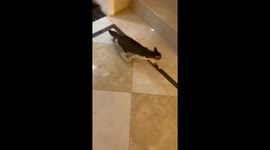 Angry cat leaps from second floor after being scolded in China