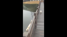 Cat falls off bridge into water and swims to safety
