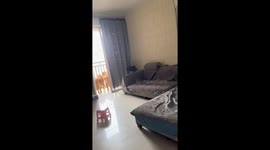 Dog owner startles three dogs on the balcony