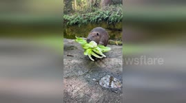Hungry beaver carries huge haul of lettuce into the water
