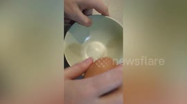 Family stunned as chicken lays massive egg three times normal size