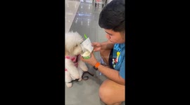 Pet dog tucks into tub of ice cream to cool off in shopping mall