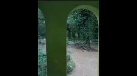 elephant fall off when he chasimg on the road sri lanka