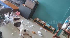 Pet French Bulldogs tear open pillows while owner is at work
