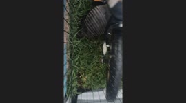 Armadillo causes a stir outside house before making its escape