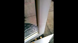 Sneaky Squirrel Visits Door.  Funny.  Animal.  Cute. Feeding. Antics. Grey. Garden.