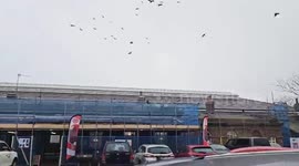 Hawks patrol the sky helping to scare pigeons for Northern Trains