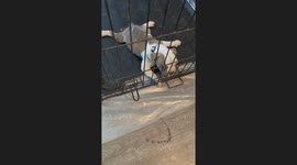 Heartwarming video of enthusiastic pup with Swimmer’s Syndrome moving around without any worries