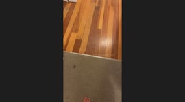 Cat Hunts For Cicada Flying Indoors