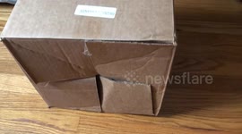 Cat Traps Itself In A Closed Box