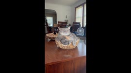 Queen Shinobi Meditates In Basket
