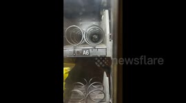 Mouse found scurrying around inside vending machine