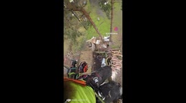 Noisy Peacocks cheer on tree surgeon as he works.
