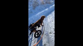 Paralyzed Dog Runs In Wheelchair For First Time