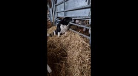 Happy Dog Getting Cow Kisses