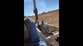 Blue Heeler Puppy Rides In Tractor Box