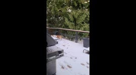 Bulldogs Can't Brake In Snow