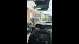 Adorable teacup Yorkie loses his mind over windshield wipers